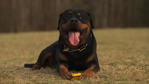 Rottweiler lying on the grass with a toy Stock Footage 309192644