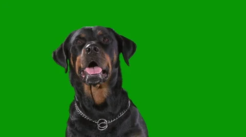 Rottweiler medium bark Stock Footage 1106903