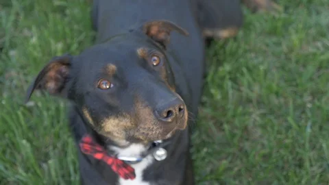 Rottweiler Mix Rescue Dog with Bow Tie Looks Sad, 4K Stock Footage