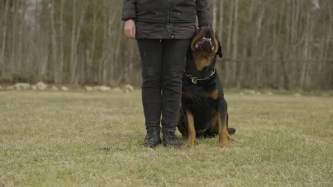 Rottweiler moves into heel position on command Vidéo 333720782