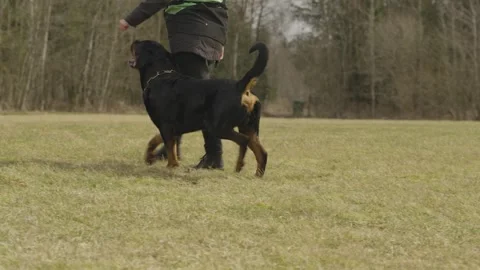 Rottweiler performs precise heel about turn with handler Видео 333644444