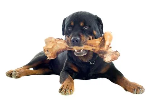 Rottweiler Stock-Fotos
