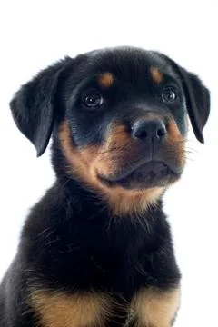 Rottweiler Stock Photos