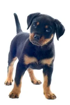 Rottweiler Stock Photos