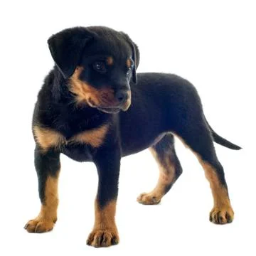 Rottweiler Stock Photos