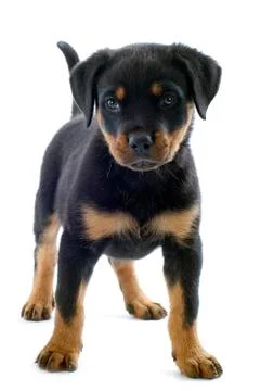Rottweiler Stock Photos