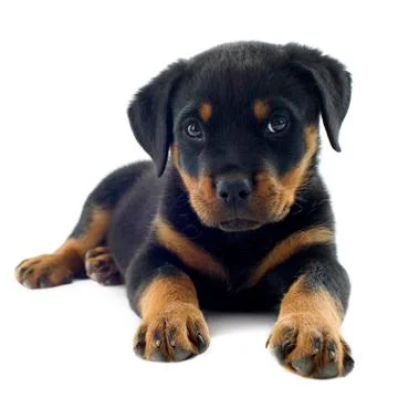 Rottweiler Foto stock