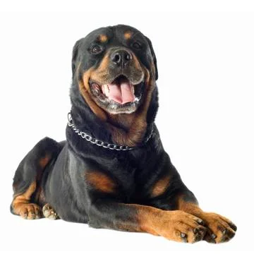 Rottweiler Stock-Fotos