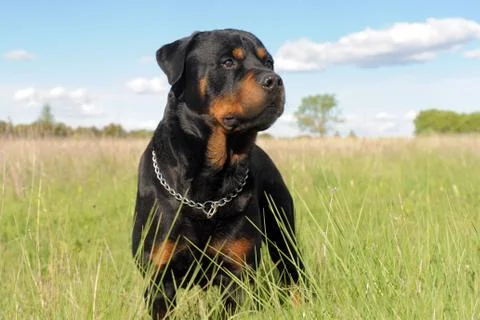 Rottweiler Stock Photos