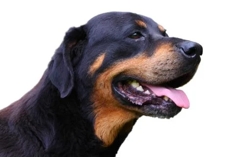 Rottweiler Stock Photos