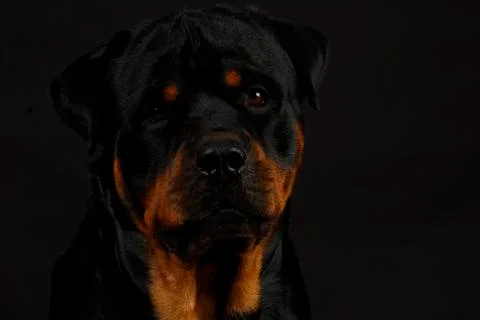 Rottweiler Stock Photos