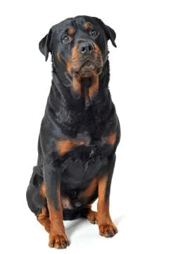 Rottweiler Stock Photos
