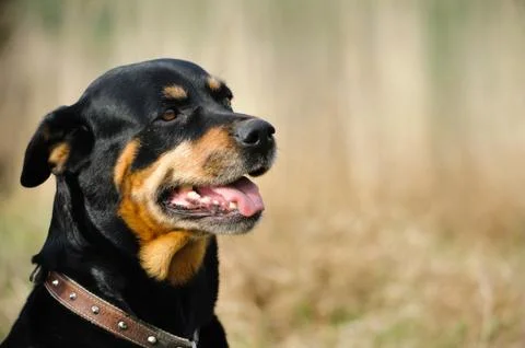 Rottweiler Foto stock