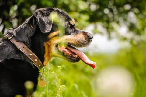 Rottweiler Stock Photos