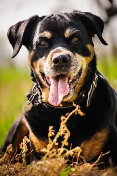 Rottweiler Stock Photos