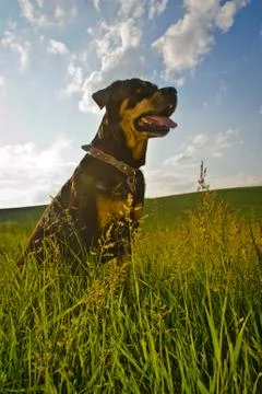 Rottweiler Foto stock