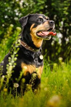 Rottweiler Foto stock