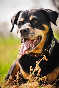 Rottweiler Stock Photos