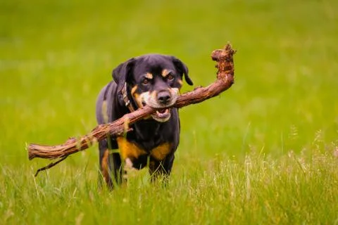 Rottweiler Stock Photos