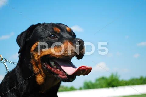 Rottweiler Stock Photos