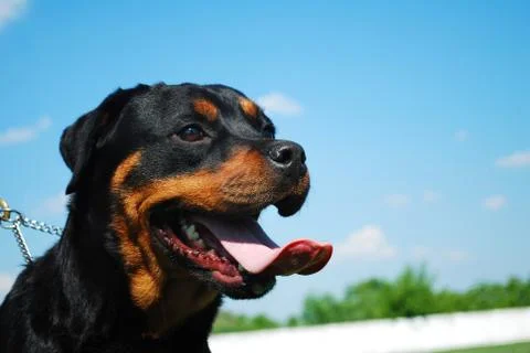 Rottweiler 写真素材