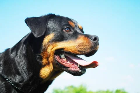 Rottweiler Stock Photos