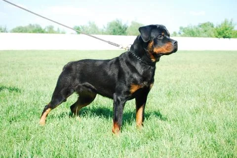 Rottweiler Stock Photos