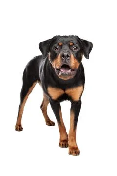 Rottweiler Stock Photos