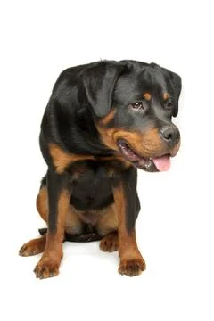 Rottweiler Stock Photos