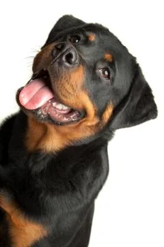 Rottweiler Stock Photos