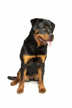 Rottweiler Stock Photos