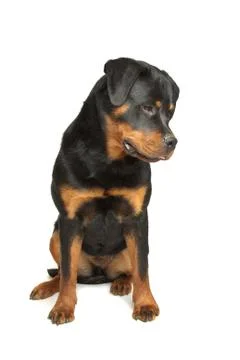 Rottweiler Stock Photos