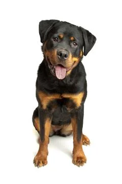 Rottweiler Stock Photos