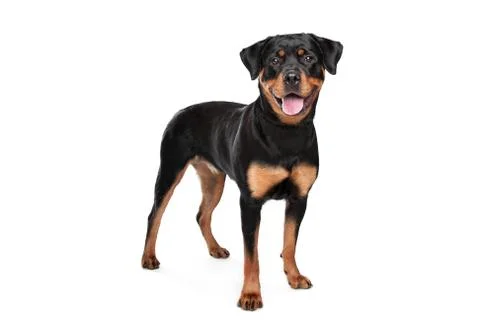 Rottweiler Stock Photos