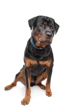 Rottweiler Stock Photos