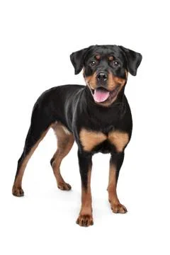Rottweiler Stock Photos