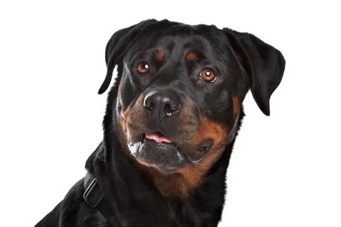 Rottweiler Stock Photos