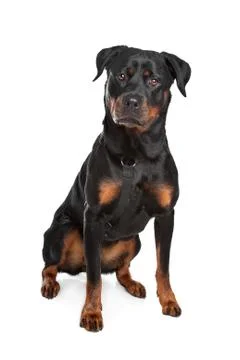 Rottweiler Stock Photos