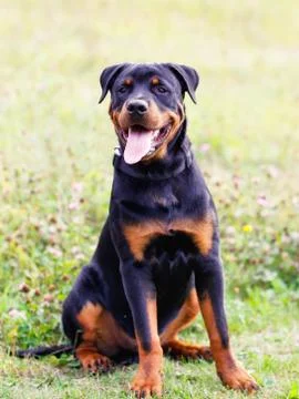 Rottweiler Stock Photos