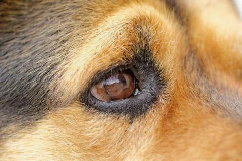 Rottweiler Stock Photos