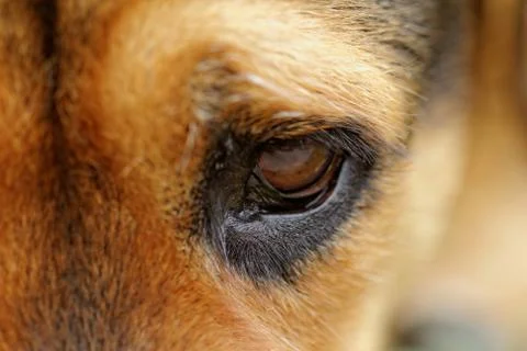 Rottweiler Stock Photos