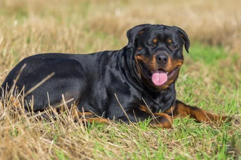 Rottweiler Stock Photos