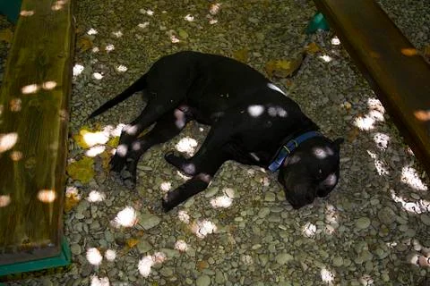 Rottweiler Stock Photos