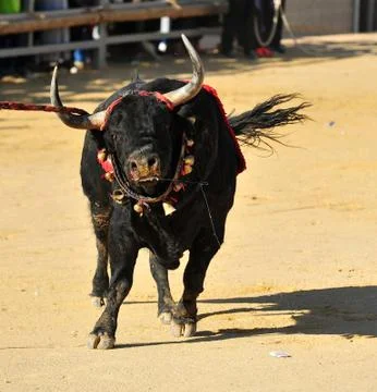 Rottweiler Stock Photos