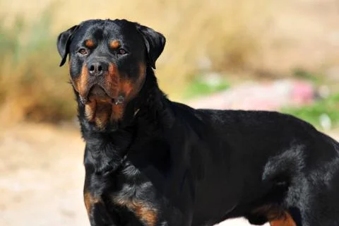 Rottweiler Stock Photos