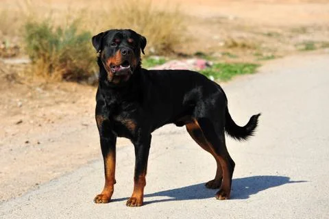 Rottweiler Stock-Fotos