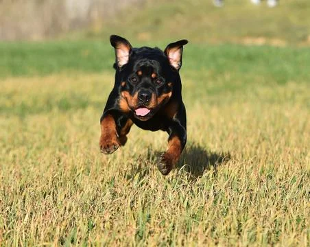 Rottweiler Stock Photos