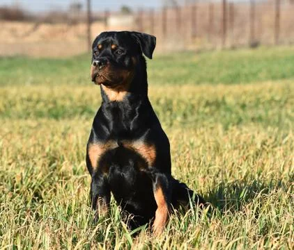 Rottweiler Stock Photos