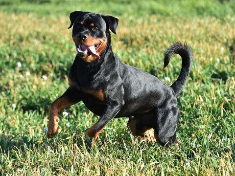 Rottweiler Stock Photos