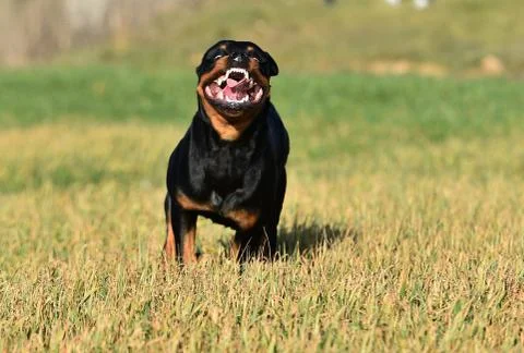 Rottweiler Stock Photos